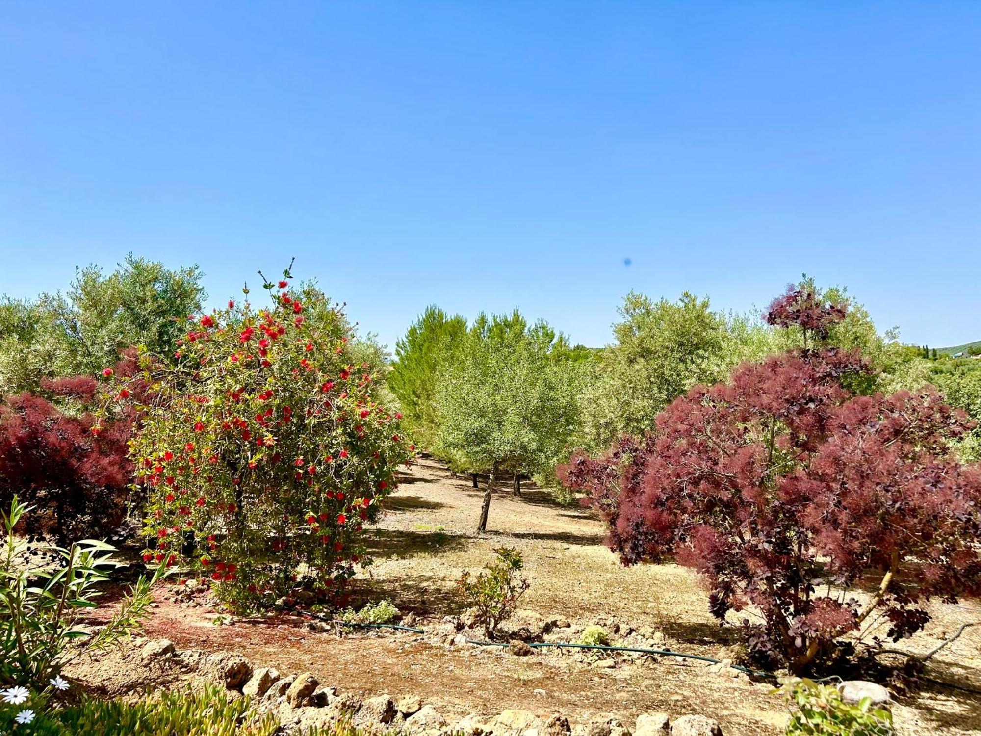 Refugio Andaluz Con Piscina Entre Olivos Villanueva de Tapia Eksteriør bilde